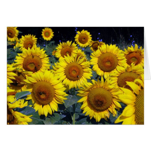Fleurs de soleil...Les visages souriants de la nat (Devant horizontal)