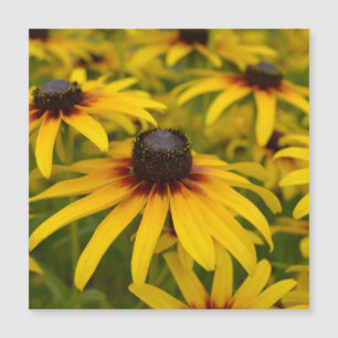 Fleurs de Susan aux yeux noirs