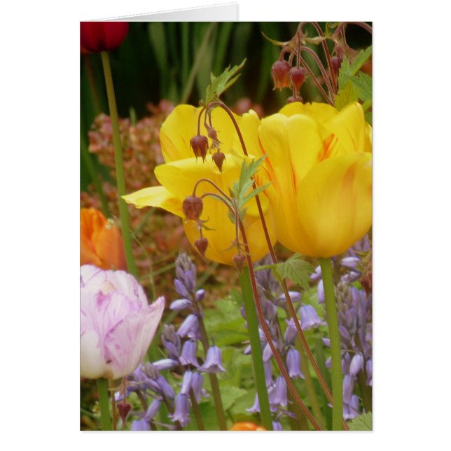 Fleurs De Tendances (Devant)