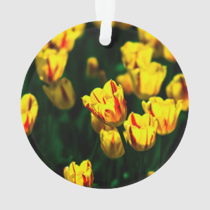 Fleurs de tulipe jaune