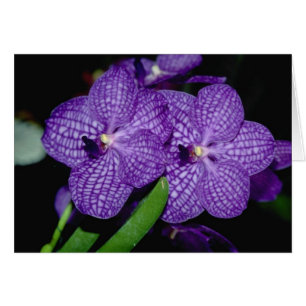 Fleurs de Vanda