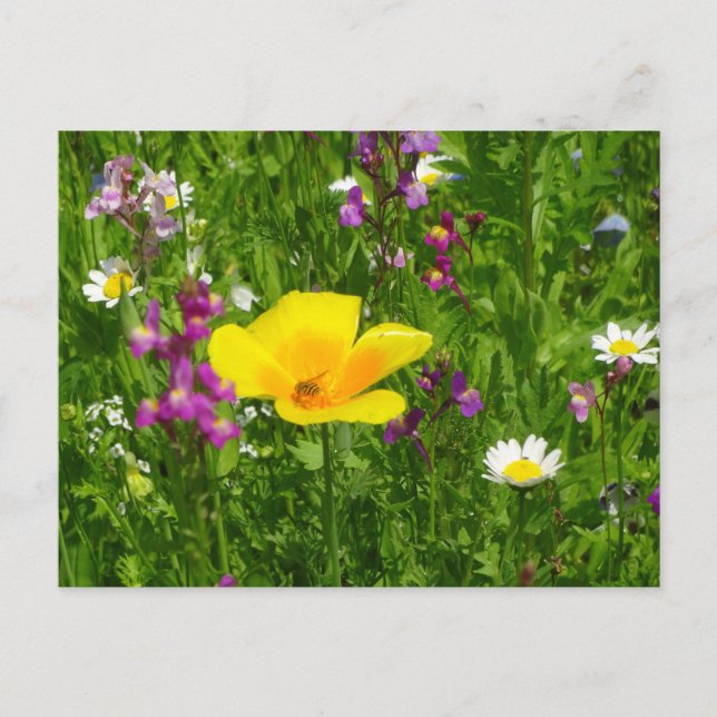 Fleurs d'été do-it-yourself carte postale (Devant)