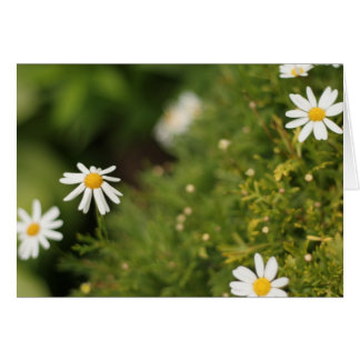 Fleurs d'étoile