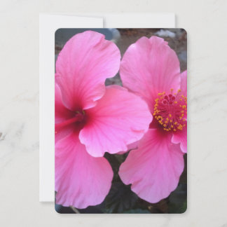Fleurs d'Hibiscus roses