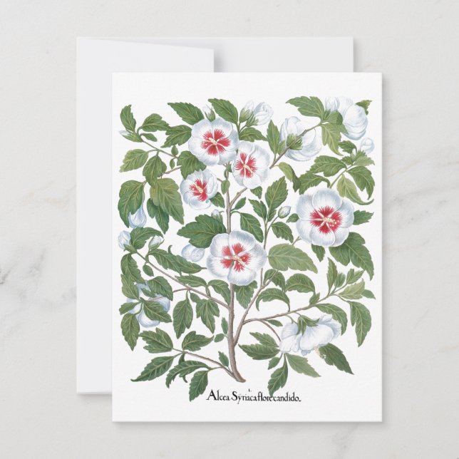 Fleurs d'Hibiscus Vintage par Basilius Besler (Devant)