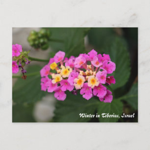 Fleurs D'Hiver En Tibériade, Carte Postale Israël