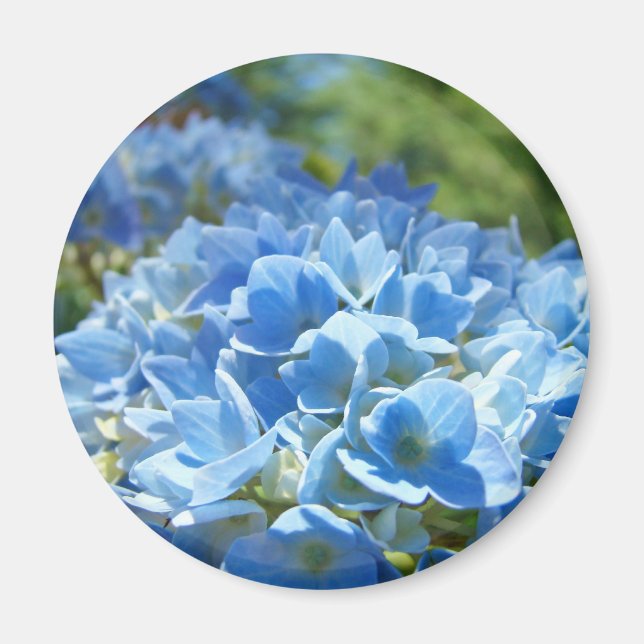 Fleurs d'hortensia bleu aimant Floral Nature (Devant)