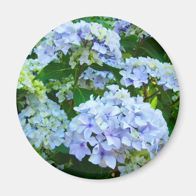 Fleurs d'hortensia cadeaux aimant Bleu Vert jardin (Devant)