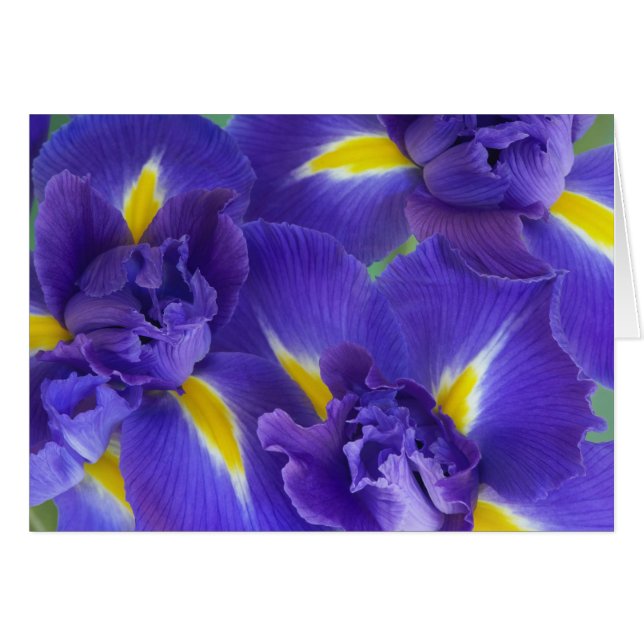 Fleurs d'Iris (Devant horizontal)
