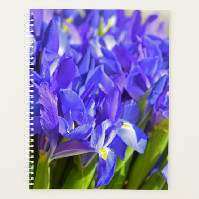 Fleurs d'Iris (Devant)