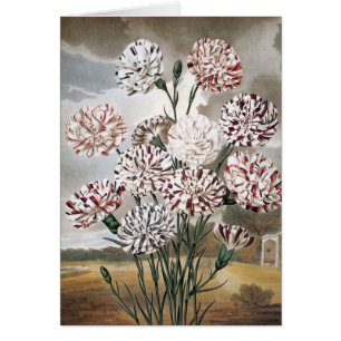 Fleurs d'œillet panachées vintage avec ciel gris