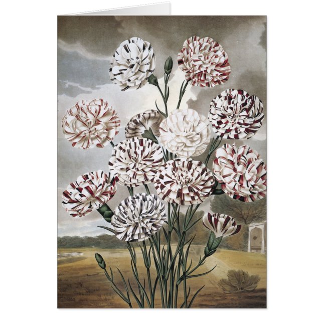 Fleurs d'œillet panachées vintage avec ciel gris (Devant)