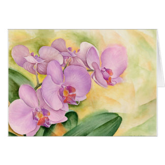 Fleurs d'orchidée de Phalaenopsis - multi