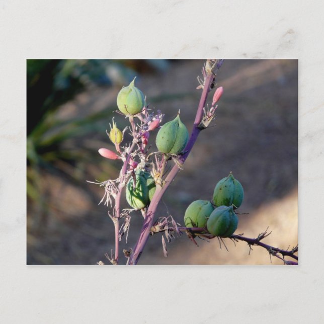 Fleurs du désert Carte postale (Devant)