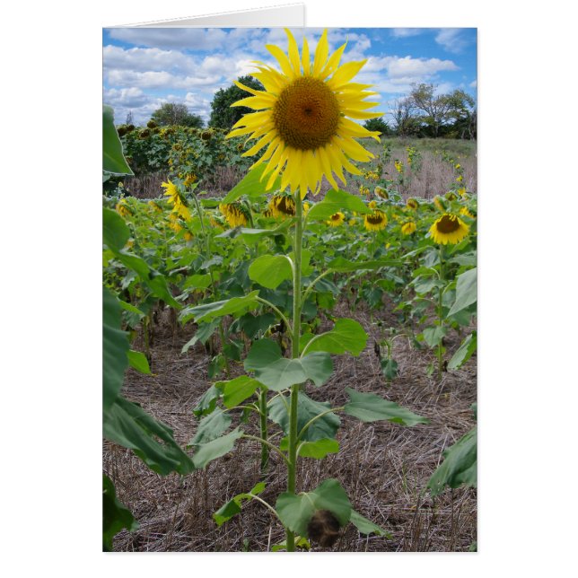 Fleurs du Kansas (Devant)