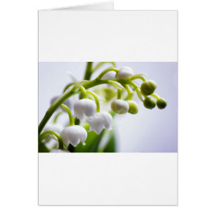 Fleurs du muguet