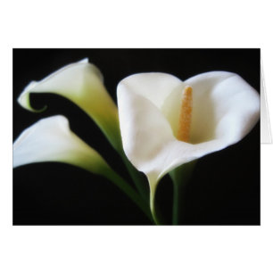 Fleurs élégantes 9 de zantedeschia