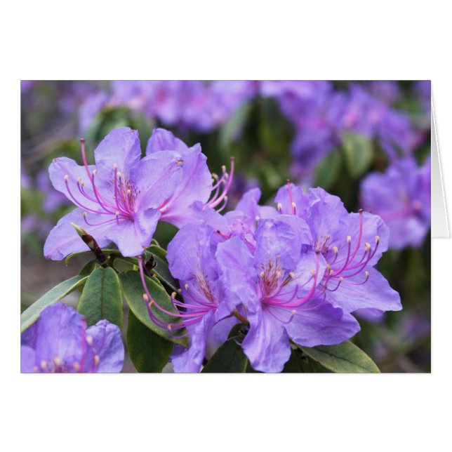 fleurs élégantes d'azalée violette 杜 鹃 花 (Devant horizontal)