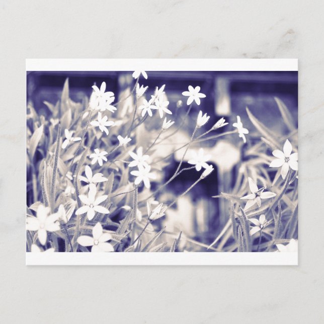 Fleurs en forme d'étoile Étincelle, carte postale (Devant)