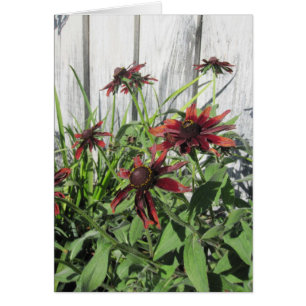 Fleurs et abeilles à l'araignée dans le jardin - C