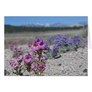 Fleurs et lupines inconnues, Parc national de Yose