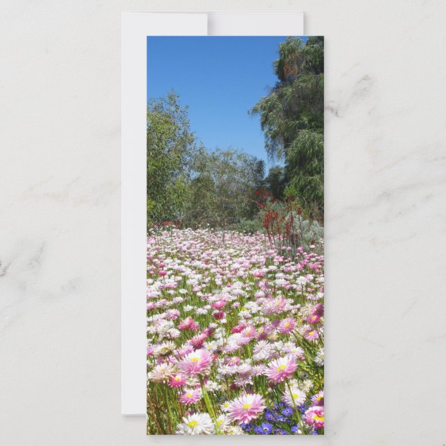 Fleurs éternelles (Devant)