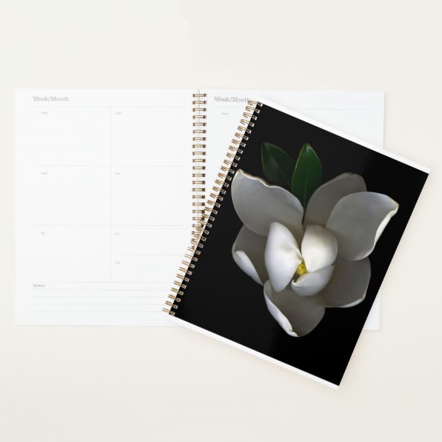 Fleurs | Fleur de Magnolia blanc unique (Devant avec enveloppe)