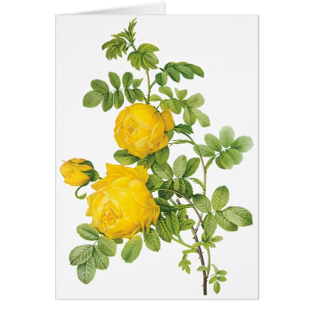 Fleurs Florales Vintage, Roses Jaunes par Redoute (Devant)