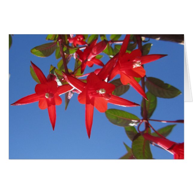 Fleurs fuchsia rouges (Devant horizontal)