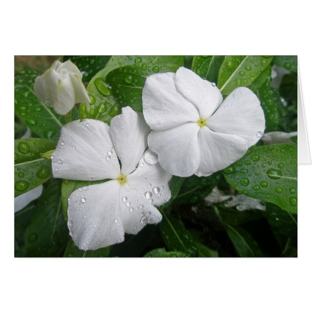 Fleurs Impatiens Blanches (Devant horizontal)