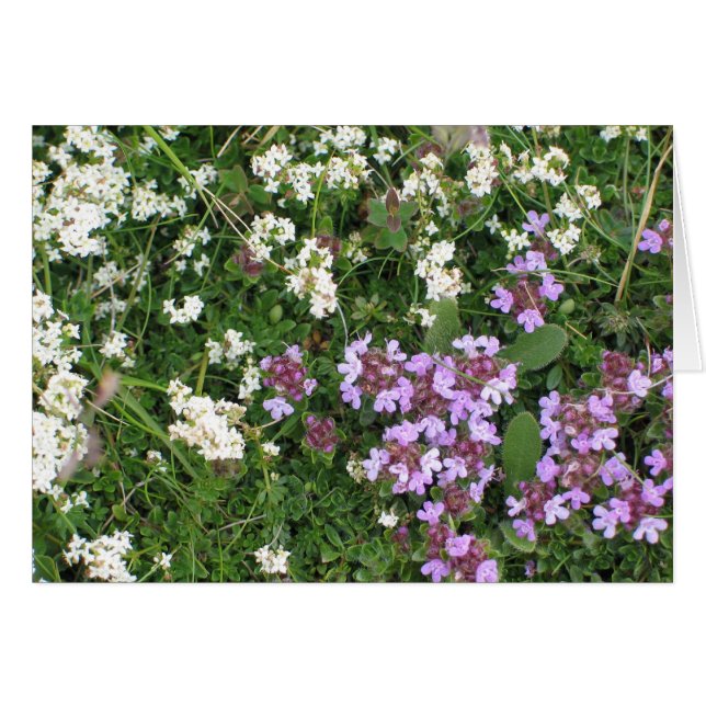Fleurs inconnues (Devant Horizontal)