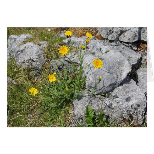 Fleurs inconnues, Le Burren, Irlande (Devant Horizontal)