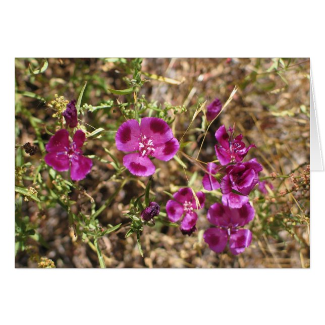 Fleurs inconnues, Parc national de Yosemite (Devant Horizontal)