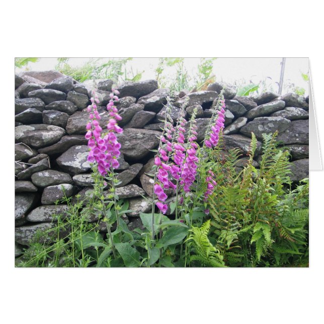 Fleurs inconnues, Péninsule de Dingle, Irlande (Devant Horizontal)