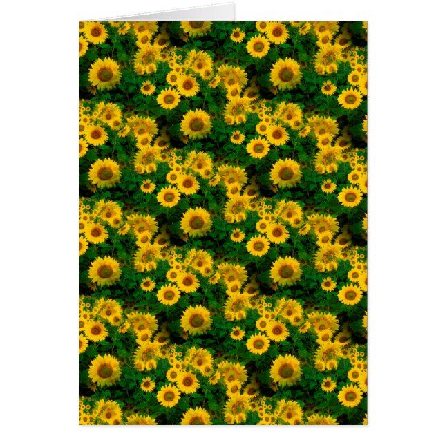 fleurs jaunes (Devant)
