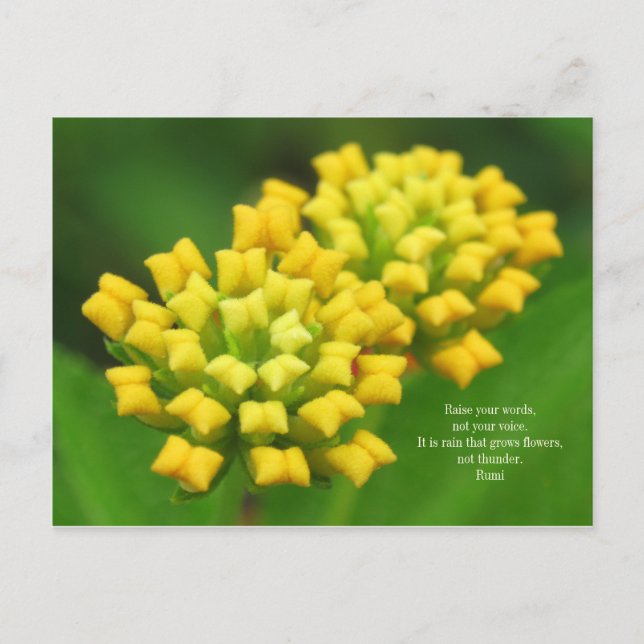 Fleurs Jaunes avec Citation Rumi Carte postale (Devant)
