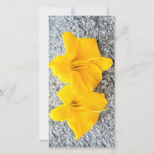 fleurs jaunes de jour en pleine floraison
