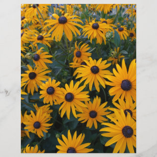 Fleurs jaunes de marguerite de jardin.