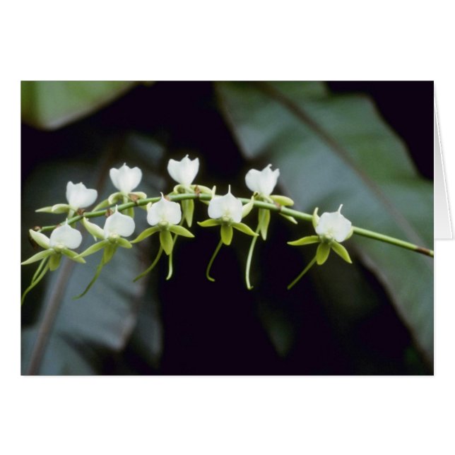 Fleurs jaunes de Rothschildiana (Vanda) (Devant horizontal)