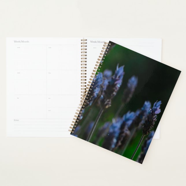 Fleurs lavande bleu pastel violet (Devant avec enveloppe)