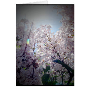 Fleurs Lilac