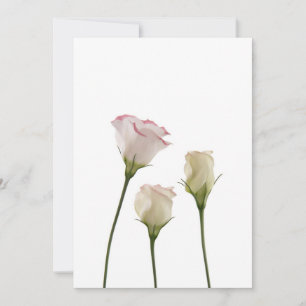 fleurs lisianthus blanches, trio