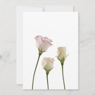 fleurs lisianthus blanches, trio