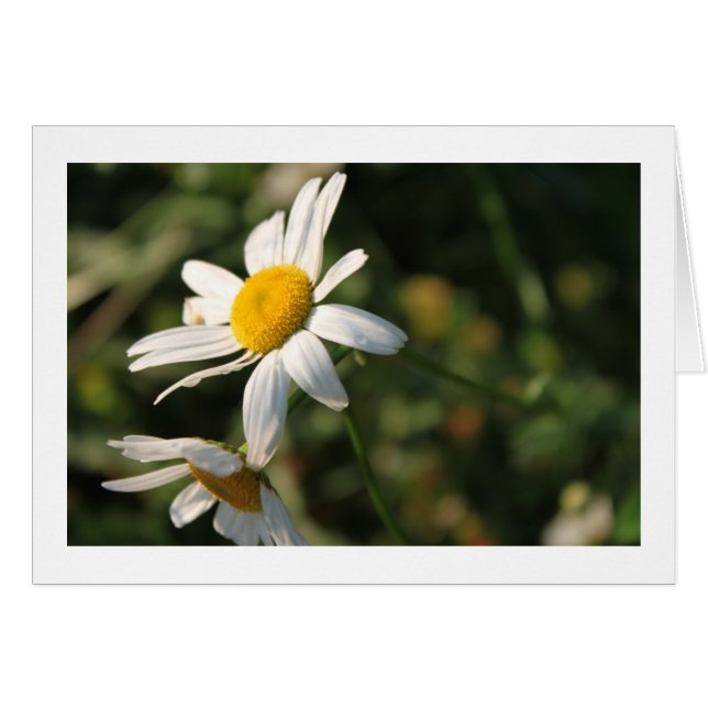 Fleurs marguerites blanches sauvages (Devant horizontal)