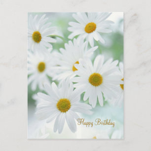Fleurs marguerites - Carte postale Anniversaire