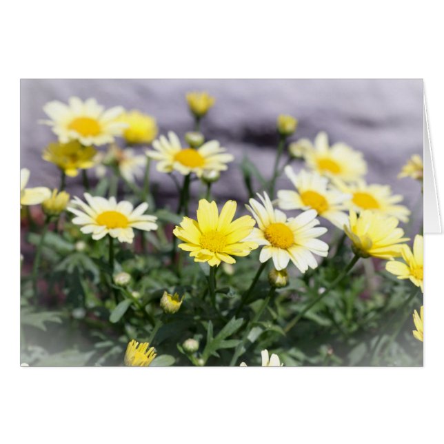 Fleurs marguerites jaunes et blanches (Devant horizontal)