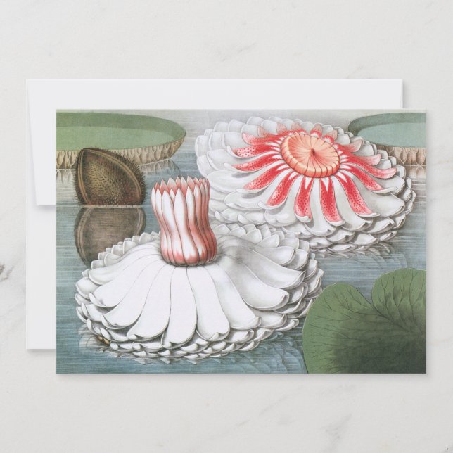 Fleurs Nénuphars vintages dans un étang de jardin (Devant)