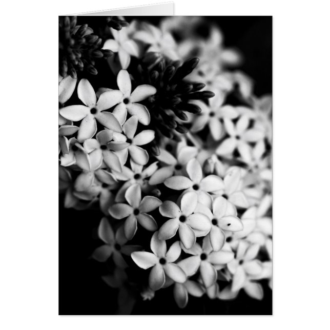 fleurs noires et blanches (Devant)