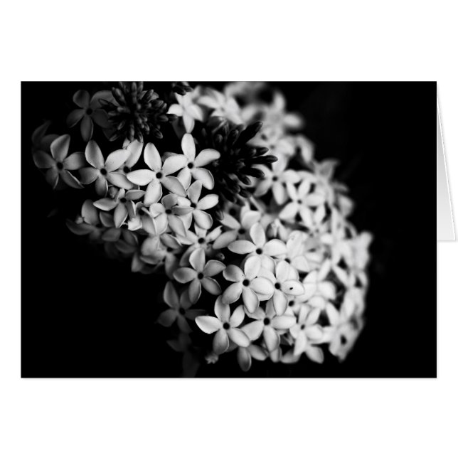 fleurs noires et blanches (Devant horizontal)