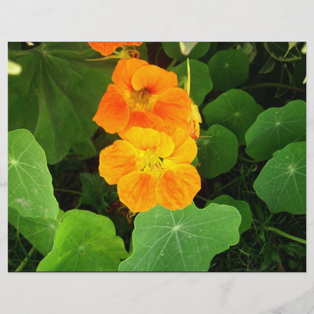 Fleurs orange (Devant)